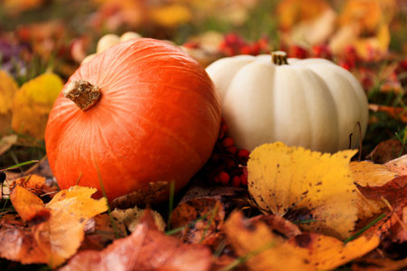 A decorative orange pumpkin and a white pumpkin rest on a bed of golden autumn leaves, with acorns scattered around, creating a warm autumn atmosphere.の写真素材