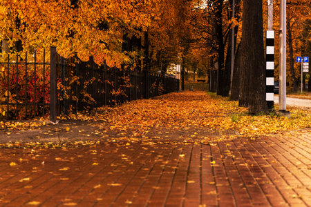 Autumn landscape in a park with vibrant orange and yellow leaves covering the ground. A brick pathway runs alongside a black fence and trees.の写真素材