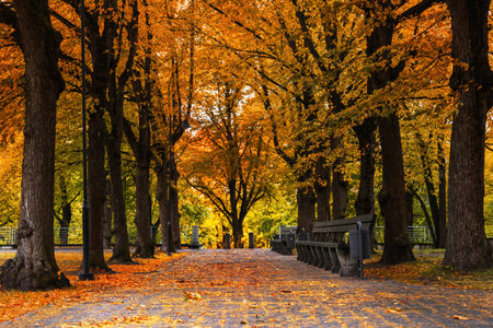 Autumn landscape in a park with vibrant orange and yellow leaves. A pathway lined with trees leads to a distant view of a bench.の写真素材