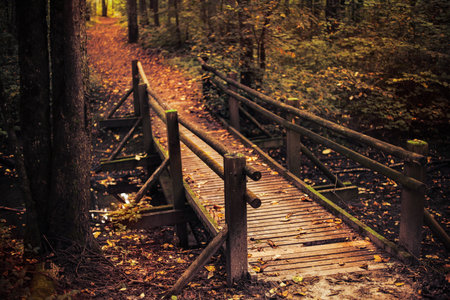 A wooden bridge crosses a tranquil forest path surrounded by autumn foliage. The ground is covered with fallen leaves, creating a serene atmosphere.の写真素材