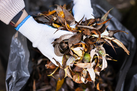 A girl in white gloves collects autumn leaves in a black bag. High quality photoの写真素材