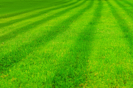 A vibrant green lawn with distinct, clear lines created by a lawn mower. The grass appears healthy and well-maintained, showcasing a neat appearance.の写真素材