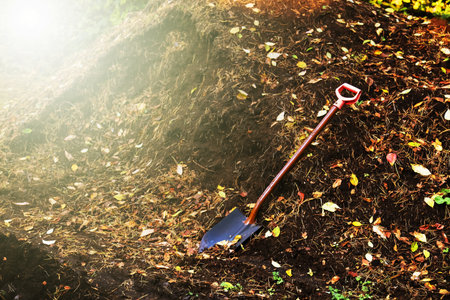 A bayonet shovel is stuck into the ground, surrounded by fallen leaves and pine needles, representing an autumn gardening scene.の写真素材