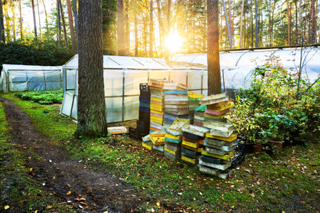 Rhododendron greenhouse with seedling boxes under bright sunlight. Surrounded by trees, the scene captures a tranquil gardening environment.の写真素材