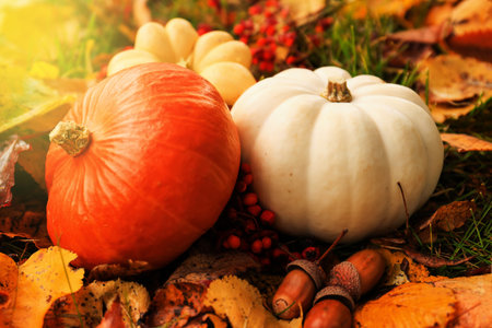A decorative orange pumpkin and a white pumpkin rest on golden autumn leaves. Acorns and red berries enhance the autumn atmosphere.の写真素材