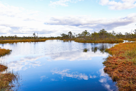 A serene landscape in Kemeri National Park featuring a calm water body reflecting the sky. Surrounding wetlands with grasses and sparse trees create a tranquil atmosphere.の写真素材