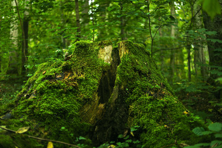 A forest stump covered in vibrant green moss. Surrounding trees create a lush, natural environment. Sunlight filters through the leaves, enhancing the greenery.の写真素材