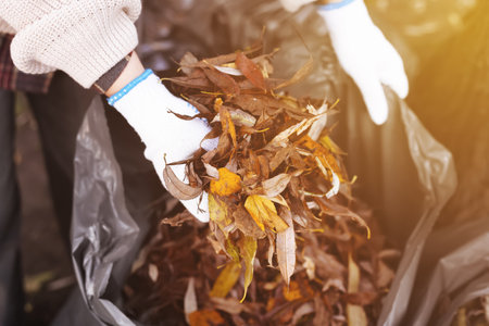 A girl collects autumn leaves in a black eco-friendly bag wearing white gloves. High quality photo