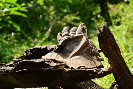 Glove, woodの写真素材