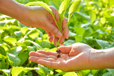 Human giving a green vegetable to another one human at morning