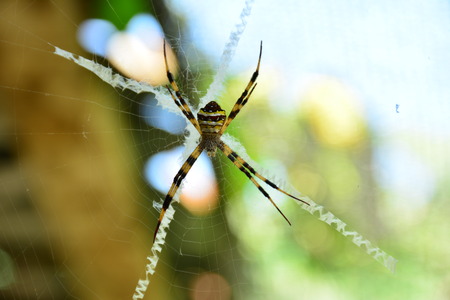 spider on web look creepy and scary on nature backgroundの写真素材