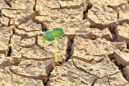 desolate land or dry areas have little green plant growth up, new hopes and encouragementの写真素材