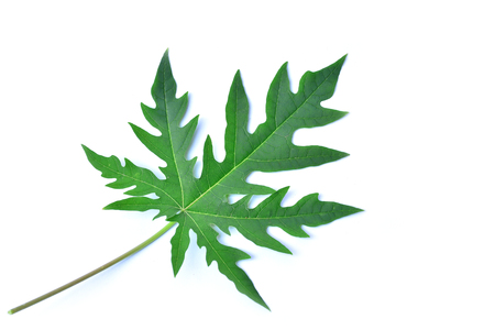Green leaf on white background isolatedの写真素材