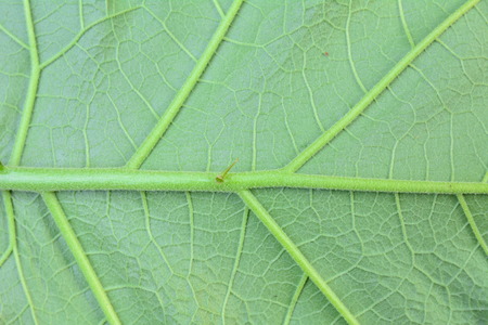 Green leaf texture macro style, close up