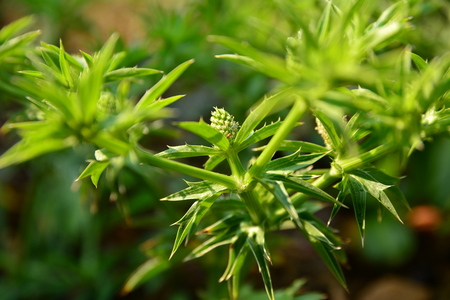 Green leaf with plant macro style, close upの写真素材