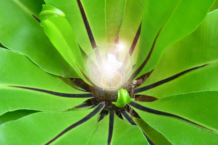 green leaves around the light bulb for nature energy and ideaの写真素材