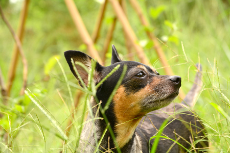 dog standing in grass field and focus something outdoors on a sunny summer day.の写真素材
