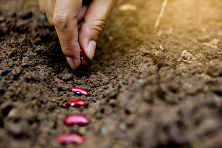 Hands putting red bean seed in the groundの写真素材