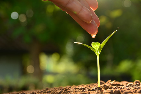 Seedling concept by human hand watering young tree over green background
