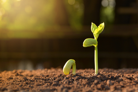 plant tree growing seedling in soil under sun lightの写真素材