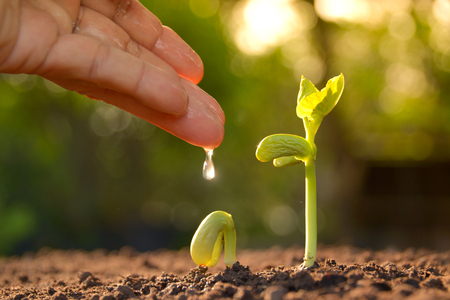 Growing plants. Plant seedling. Hand nurturing and watering young plants growing.の写真素材