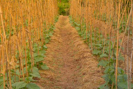Harvesting cucumber in an cucumber tree field in morning.の写真素材