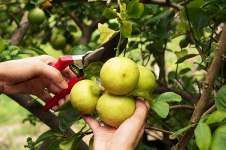 gardener pruning lemon trees with pruning shears on nature background.の写真素材