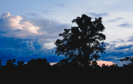 Trees on cloudy with sky at evening background silhouette style.の写真素材