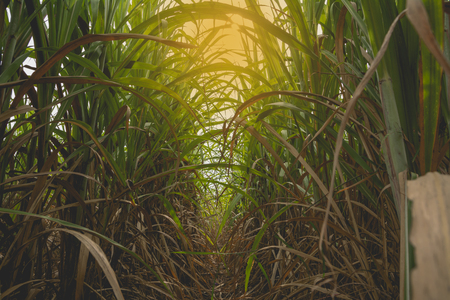 Green sugarcane field with orange sun ray at Thailand.の写真素材