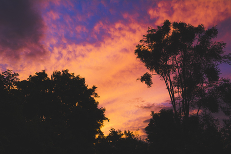 Trees on cloudy with sky at evening background silhouette style.の写真素材