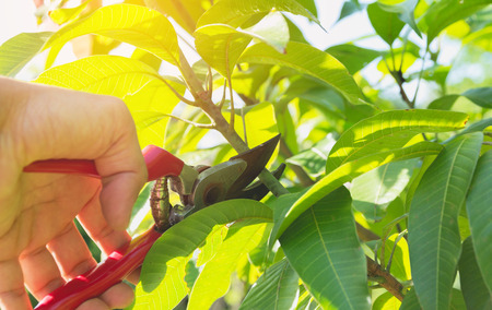 gardener pruning trees with pruning shears on nature background.の写真素材