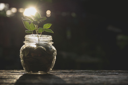 Coins in glass and stack coins with plant for growing business and tax season.の写真素材