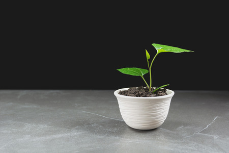 green potted plant, trees in the pot on table and dark background.の写真素材