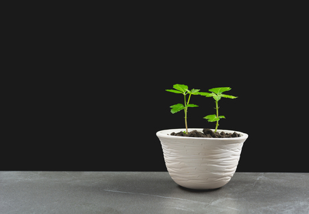 green potted plant, trees in the pot on table and dark background.の写真素材