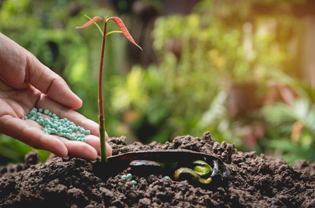 Seedling concept by human hand apply fertilizer young tree over green backgroundの写真素材