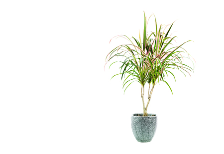 Green potted plant, trees in the pot isolated on white background.の写真素材