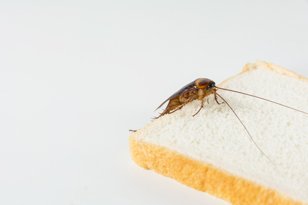 Cockroach on bread isolated on white background. Contagion the disease, Plague concept.の写真素材