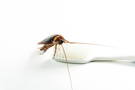Cockroach on toothbrush isolated on white background. Contagion the disease, Plague concept.の写真素材