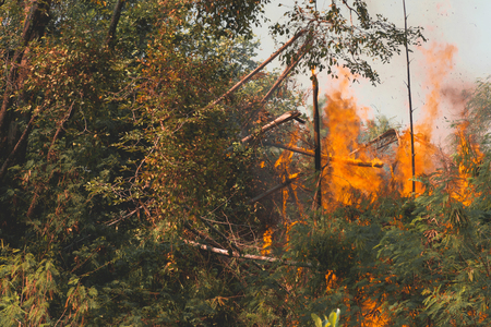Wildfire burning tree in red and orange color at the day. Forest Fire.の写真素材