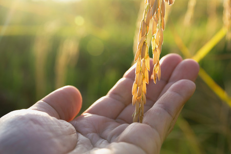 Hand of man touching rice in the rice field in the morning.の写真素材