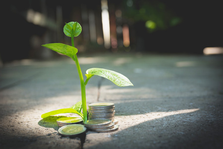 Young green plant with stack coin on ground for growing business financial concept.