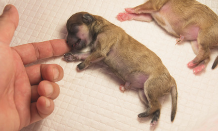 Hand of female touching sweet newborn puppy.の写真素材