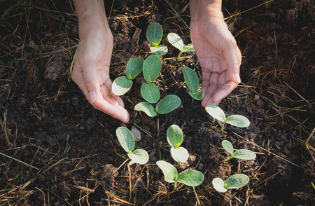 Human hands holding green small plant life concept.Ecology concept.の写真素材