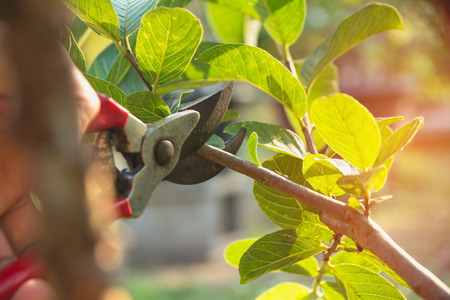 Gardener pruning trees with pruning shears on nature background.の写真素材
