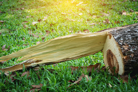 Tree stump after a tree was cut down in the park. The dead tree is surrounded by green grass field.の写真素材