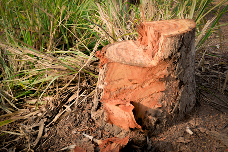 Dead Tree stump on grass. Old dead tree stump after a tree was cut down in the park.の写真素材