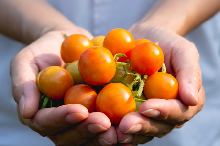 Female hand holding ripe and fresh organic tomatoes.の写真素材
