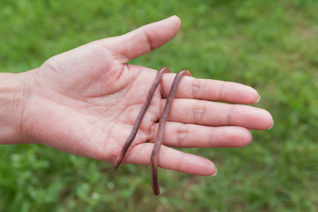 Female hand holding earth worms in hands.の写真素材