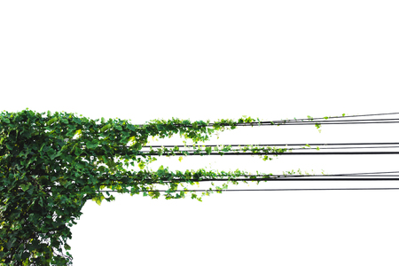 The green leave with black wire cable isolated on white backgroundの写真素材