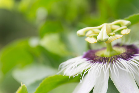 Macro of Sweet flower. Close up white flowers on nature background.の写真素材